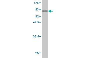 Western Blot detection against Immunogen (78.