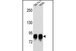 POMT1 Antibody (C-term) (ABIN656314 and ABIN2845617) western blot analysis in ZR-75-1,K562 cell line lysates (35 μg/lane). (POMT1 anticorps  (C-Term))
