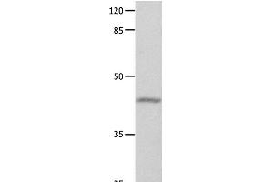 Western Blot analysis of Mouse eyes tissue using GNA11 Polyclonal Antibody at dilution of 1:550