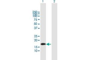 Western Blot analysis of NTS expression in transfected 293T cell line by NTS MaxPab polyclonal antibody. (Neurotensin anticorps  (AA 1-170))