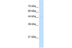 WB Suggested Antibody Titration:  2. (Reticulon 2 anticorps  (N-Term))