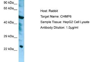 Western Blotting (WB) image for anti-Charged Multivesicular Body Protein 6 (CHMP6) (Middle Region) antibody (ABIN2790175) (CHMP6 anticorps  (Middle Region))