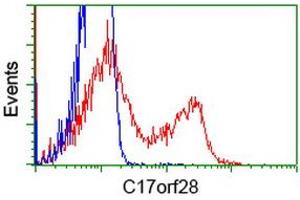 HEK293T cells transfected with either RC206740 overexpress plasmid (Red) or empty vector control plasmid (Blue) were immunostained by anti-C17orf28 antibody (ABIN2452862), and then analyzed by flow cytometry. (HID1/DMC1 anticorps)