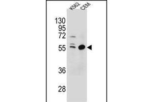 TEX9 Antibody (N-term) (ABIN654569 and ABIN2844274) western blot analysis in K562,CEM cell line lysates (35 μg/lane). (TEX9 anticorps  (N-Term))