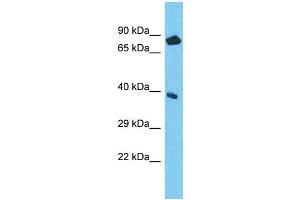 Host: Rabbit Target Name: NPEPL1 Sample Type: ACHN Whole Cell lysates Antibody Dilution: 1. (NPEPL1 anticorps  (N-Term))