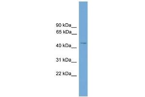 WB Suggested Anti-SERINC2 Antibody Titration: 0. (SERINC2 anticorps  (Middle Region))