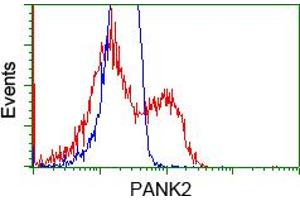 Image no. 4 for anti-Pantothenate Kinase 2 (PANK2) antibody (ABIN1500026)
