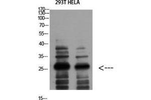 Western Blot (WB) analysis of 293T HeLa using 14-3-3 zeta Polyclonal Antibody diluted at 1:1000. (14-3-3 zeta anticorps  (Tyr330))