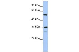Western Blotting (WB) image for anti-Inosine 5'-Phosphate Dehydrogenase 1 (IMPDH1) antibody (ABIN2459738) (IMPDH1 anticorps)