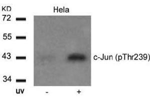 Image no. 2 for anti-Jun Proto-Oncogene (JUN) (pThr239) antibody (ABIN196653) (C-JUN anticorps  (pThr239))