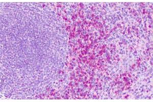 Anti-S1PR4 / EDG6 antibody IHC staining of human spleen.