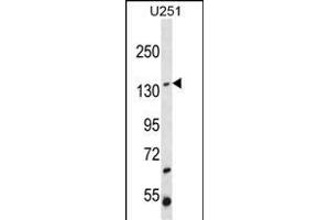 ST5 Antibody (C-term ) (ABIN652186 and ABIN2840676) western blot analysis in  cell line lysates (35 μg/lane). (ST5 anticorps  (C-Term))