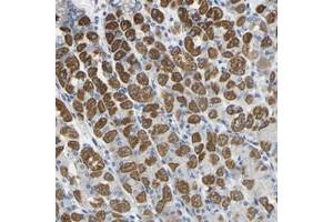 Immunohistochemical staining of human stomach with OTOF polyclonal antibody  shows strong cytoplasmic positivity in glandular cells at 1:50-1:200 dilution. (Otoferlin anticorps)