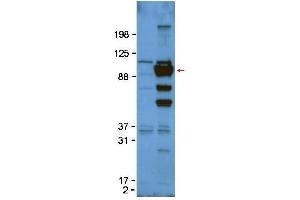 Western Blot of Rabbit anti-Glypican-1 antibody. (GPC1 anticorps  (Internal Region))