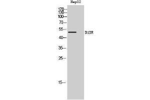 Western Blotting (WB) image for anti-Dopamine Receptor 1d (D1DR) (Internal Region) antibody (ABIN3174697) (D1DR anticorps  (Internal Region))