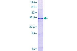 Image no. 1 for Claudin 2 (CLDN2) (AA 1-230) protein (GST tag) (ABIN1349605)