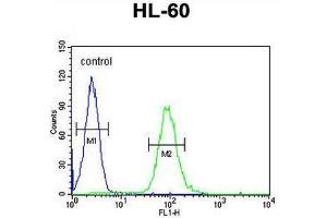 CSF2 Antibody (Center) flow cytometric analysis of HL-60 cells (right histogram) compared to a negative control cell (left histogram). (GM-CSF anticorps  (Middle Region))
