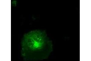 Anti-CD36 mouse monoclonal antibody (ABIN2452887) immunofluorescent staining of COS7 cells transiently transfected by pCMV6-ENTRY CD36 (RC203254). (CD36 anticorps)