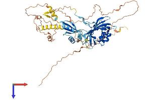 AlphaFold protein structure predicition of Human Recombinant NXF3 Protein, UniprotID Q9H4D5