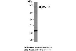 Image no. 1 for anti-Lysine (K)-Specific Demethylase 6B (Kdm6b) (AA 600-650) antibody (ABIN363676) (Kdm6b anticorps  (AA 600-650))