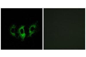 Immunofluorescence (IF) image for anti-G Elongation Factor, Mitochondrial 2 (GFM2) (Internal Region) antibody (ABIN1851286) (GFM2 anticorps  (Internal Region))