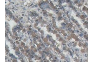 Detection of ABP1 in Porcine Stomach Tissue using Polyclonal Antibody to Amiloride Binding Protein 1 (ABP1)