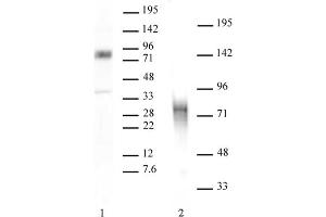 MBD1 antibody tested by Western blot. (MBD1 anticorps  (C-Term))