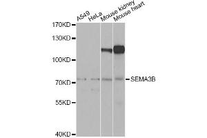 Western blot analysis of extracts of various cell lines, using SEMA3B Antibody (ABIN2559860) at 1:1000 dilution. (SEMA3B anticorps)