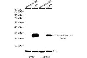 Western blot analysis of eGFP (ABIN7073829),at dilution of 1: 500,Lane 1: 293T cell lysate,Lane 2: 293T with eGFP cell lysate,Lane 3: NIH/3T3 cell lysate,Lane 4: NIH/3T3 with eGFP cell lysate (eGFP anticorps)