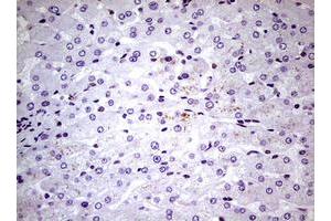 Image no. 13 for anti-Nibrin (NBN) (AA 183-460) antibody (ABIN1491066)