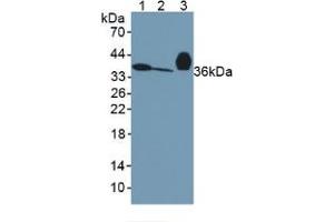 Figure. (APOE anticorps  (AA 14-167))