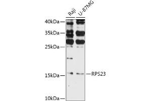 Western blot analysis of extracts of various cell lines, using RPS23 antibody (ABIN7270019) at 1:1000 dilution. (RPS23 anticorps  (AA 40-120))
