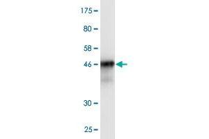 Western Blot detection against Immunogen (46.