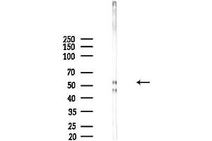 anti-Dual-Specificity tyrosine-(Y)-phosphorylation Regulated Kinase 4 (DYRK4) (C-Term) antibody