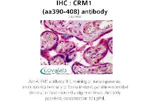 Image no. 1 for anti-Exportin 1 (XPO1) (AA 390-408) antibody (ABIN1733319) (XPO1 anticorps  (AA 390-408))