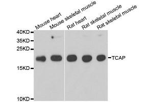 Western blot analysis of extracts of various cell lines, using TCAP antibody. (TCAP anticorps)