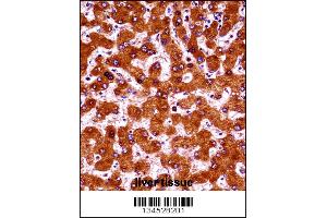 UBE4A Antibody immunohistochemistry analysis in formalin fixed and paraffin embedded human liver tissue followed by peroxidase conjugation of the secondary antibody and DAB staining. (UBE4A anticorps  (AA 451-479))