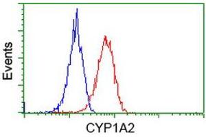 Flow cytometric Analysis of Hela cells, using anti-CYP1A2 antibody (ABIN2452929), (Red), compared to a nonspecific negative control antibody (ABIN2452929), (Blue). (CYP1A2 anticorps)