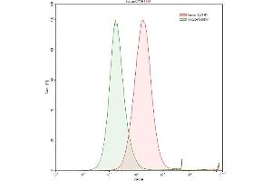 Detection of CYTH1 in Raji human Burkitt's lymphoma cell line using Polyclonal Antibody to Cytohesin 1 (CYTH1)