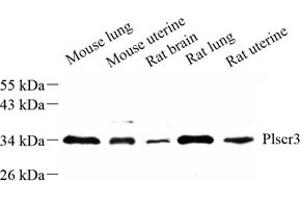 Western blot analysis of plscr3 (ABIN7075071) at dilution of 1: 500 (PLSCR3 anticorps)