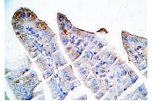 Mouse intestine tissue was stained by Rabbit Anti-Oxyntomodulin (H,M,R) Antibody (OXM anticorps)