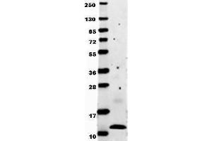 Anti-human MCP-1 by western blot shows detection of recombinant human MCP-1 raised in E. (CCL2 anticorps)