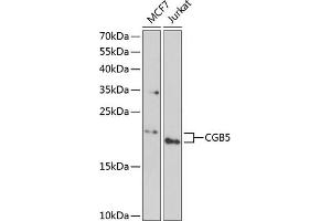 Western blot analysis of extracts of various cell lines, using CGB5 antibody (ABIN6132186, ABIN6138473, ABIN6138474 and ABIN6222148) at 1:1000 dilution. (CGB5 anticorps  (AA 20-165))