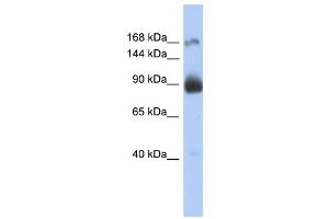 INSR antibody (70R-10509) used at 2.