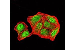Immunofluorescence analysis of Hela cells using PMS2 mouse mAb (green).