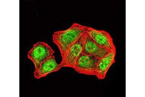 Immunofluorescence analysis of Hela cells using PMS2 mouse mAb (green). (PMS2 anticorps  (AA 748-851))