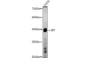 Western blot analysis of extracts of U2OS cells, using SP7 antibody (ABIN7270510) at 1:1000 dilution. (SP7 anticorps)