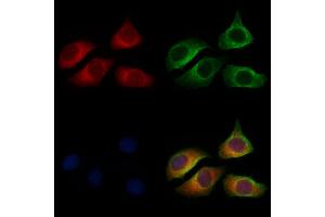 ABIN6258512 and ABIN6274729 staining Hela cells by IF/ICC. (MRPL13 anticorps  (C-Term))