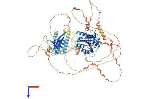 AlphaFold protein structure predicition of Human Recombinant MED25 Protein, UniprotID Q71SY5