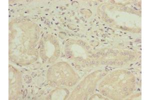 Immunohistochemistry of paraffin-embedded human kidney tissue using ABIN7163868 at dilution of 1:100